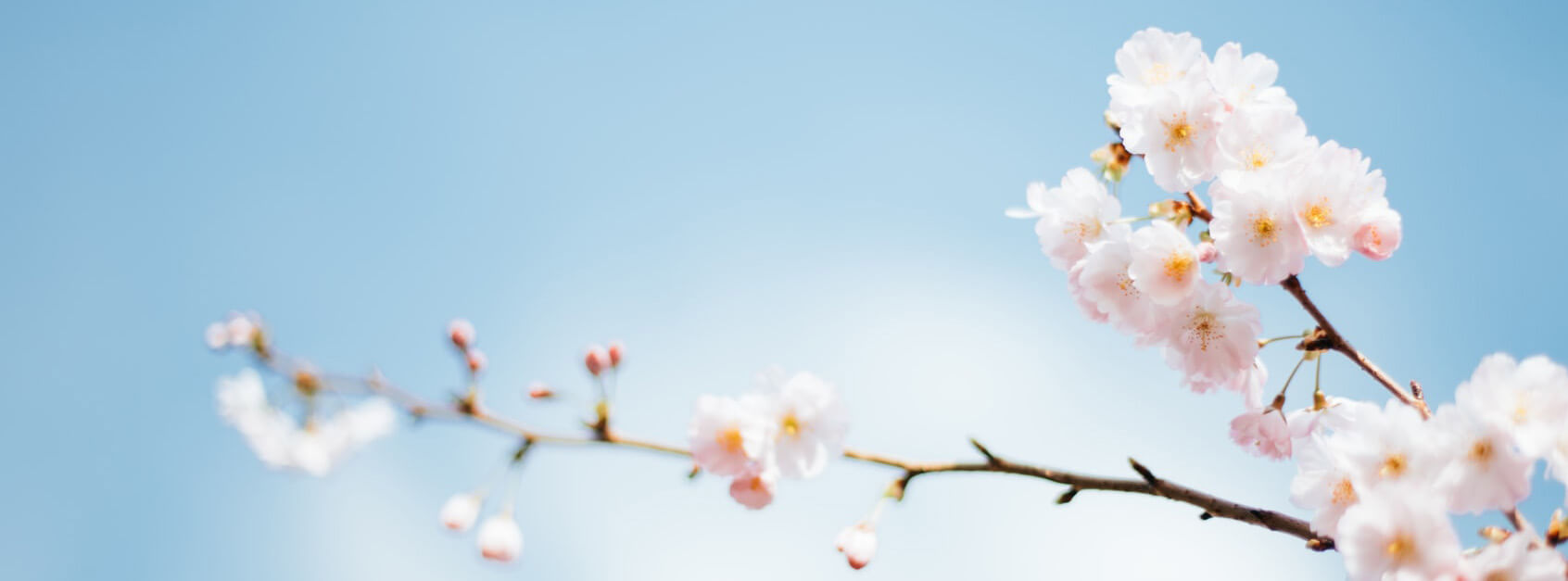 介培乐