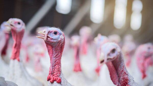 DAFM seeking tenders for €1m depopulation services contract in event of bird flu outbreak