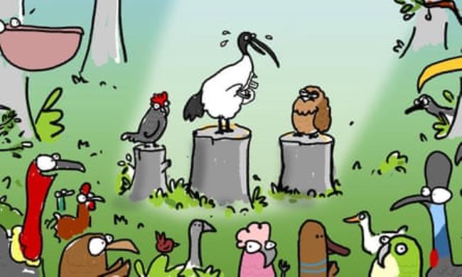 A variety of birds in an illustration